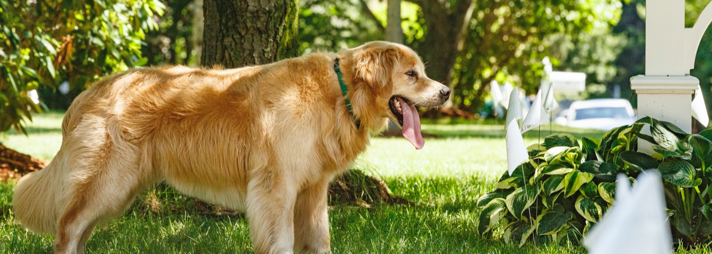 DogWatch of North Central Ohio, Loudonville, Ohio | Outdoor Hidden Dog Fences Slider Image