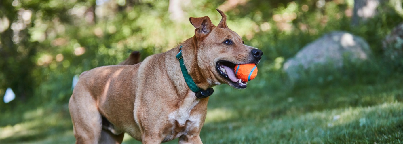 DogWatch of North Central Ohio, Loudonville, Ohio | ProFenceX Slider Image